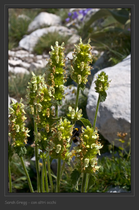 Stachys alopecuros