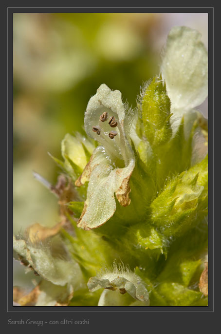 Stachys alopecuros