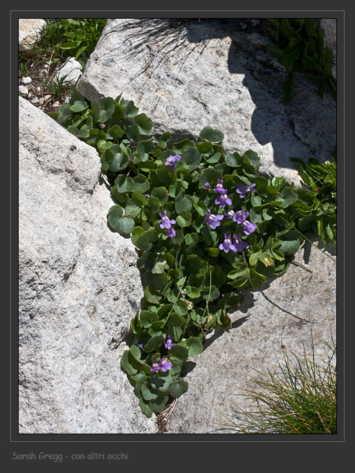 Cymbalaria pallida (Ten) Wettst.