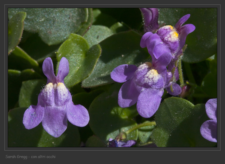 Cymbalaria pallida (Ten) Wettst.