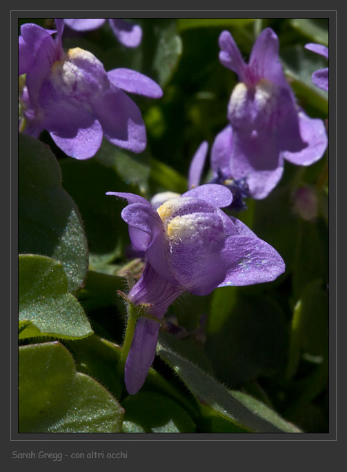 Cymbalaria pallida (Ten) Wettst.