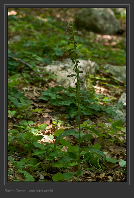 Epipactis helleborine