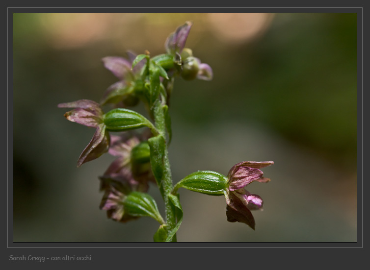 Epipactis helleborine