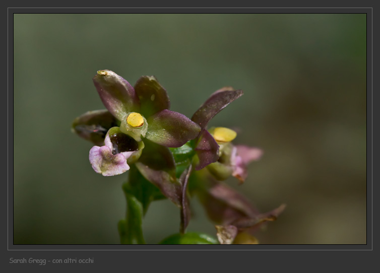 Epipactis helleborine