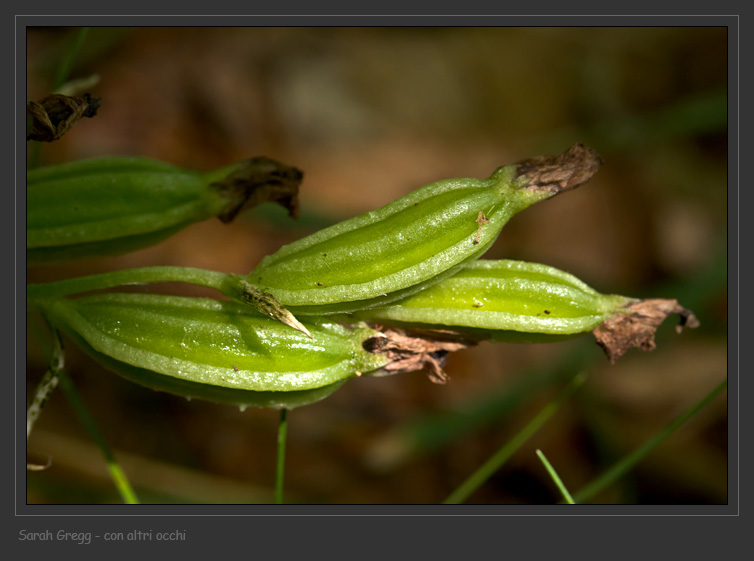 Epipactis helleborine