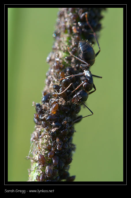 Messor minor su Pimelia morta e Camponotus sp. con afidi