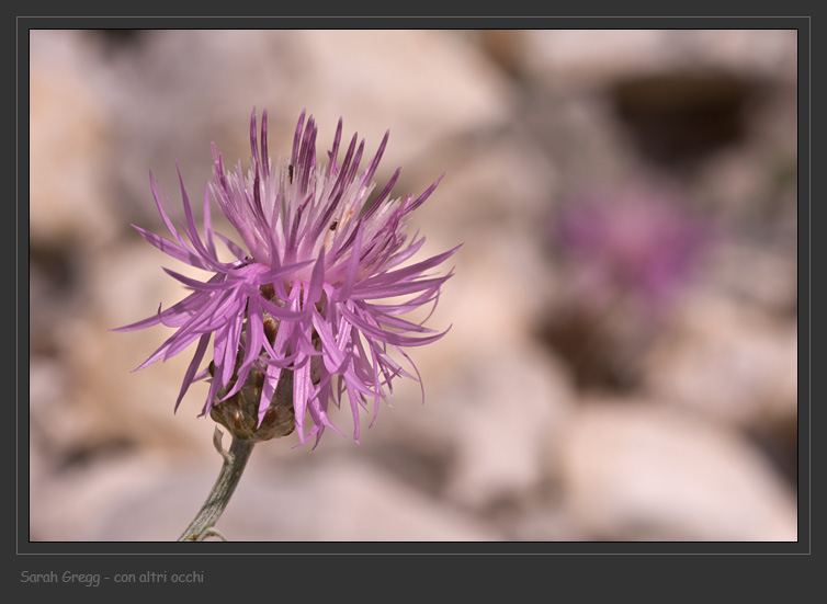 Centaurea ambigua e C. tenoreana dalla Majella