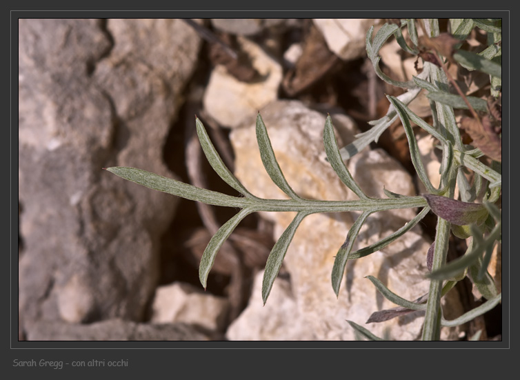 Centaurea ambigua e C. tenoreana dalla Majella