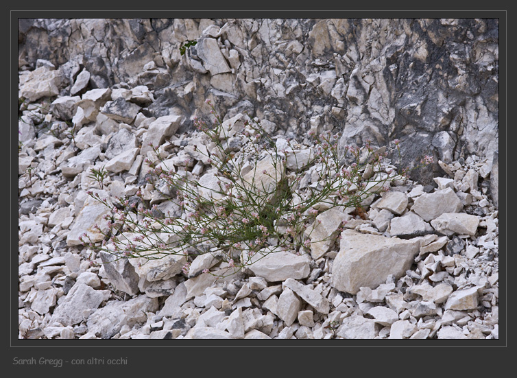 Congeneri? - Asperula sp.