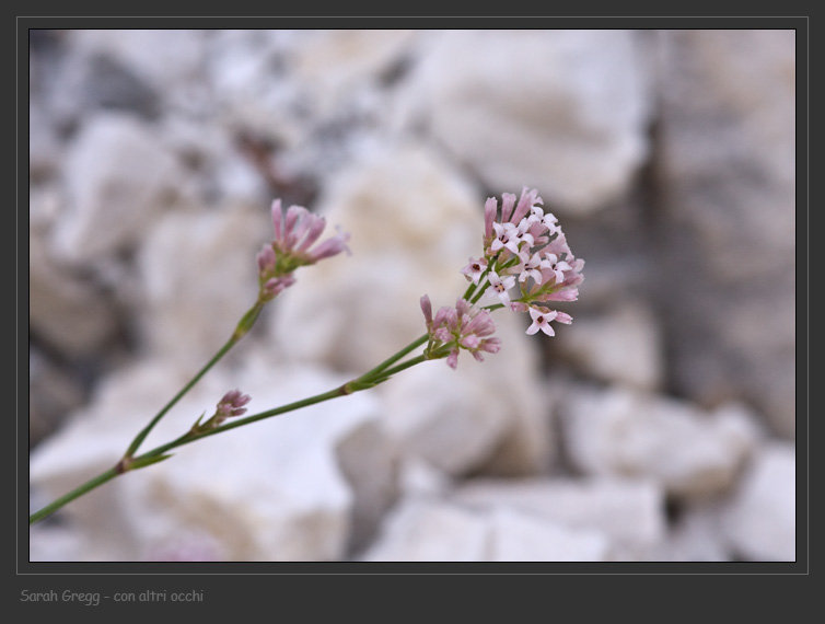 Congeneri? - Asperula sp.