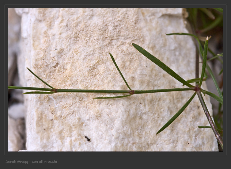 Congeneri? - Asperula sp.