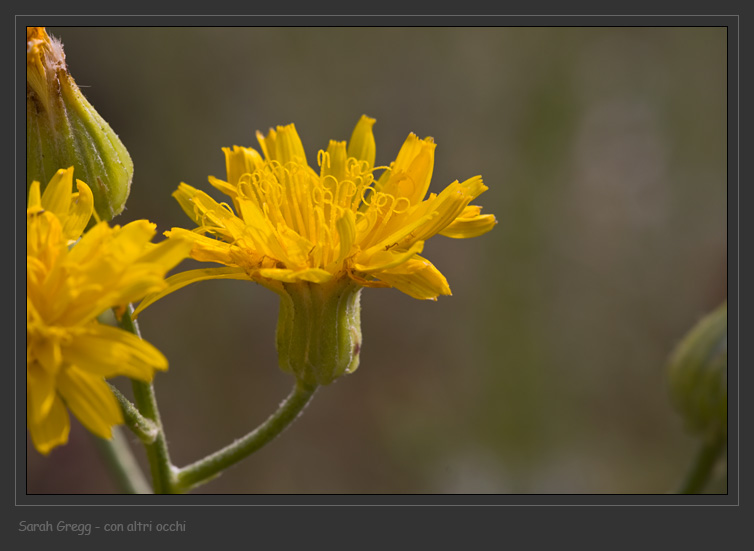 Crepis lacera / Radicchiella laziale