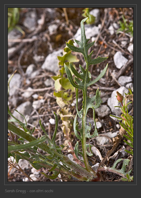 Crepis lacera / Radicchiella laziale