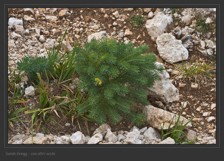 Euphorbia cyparissias abruzzese