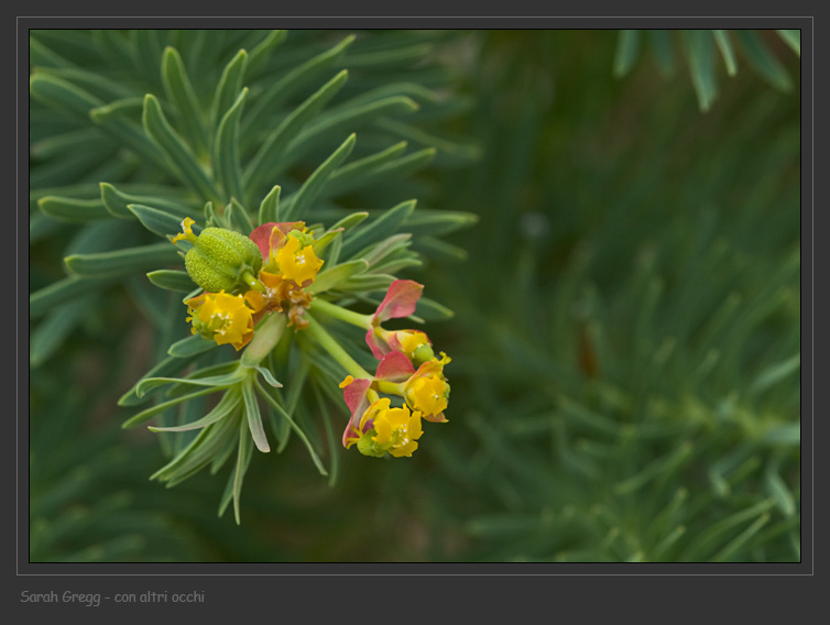 Euphorbia cyparissias abruzzese