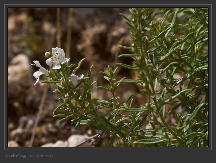 Satureja montana