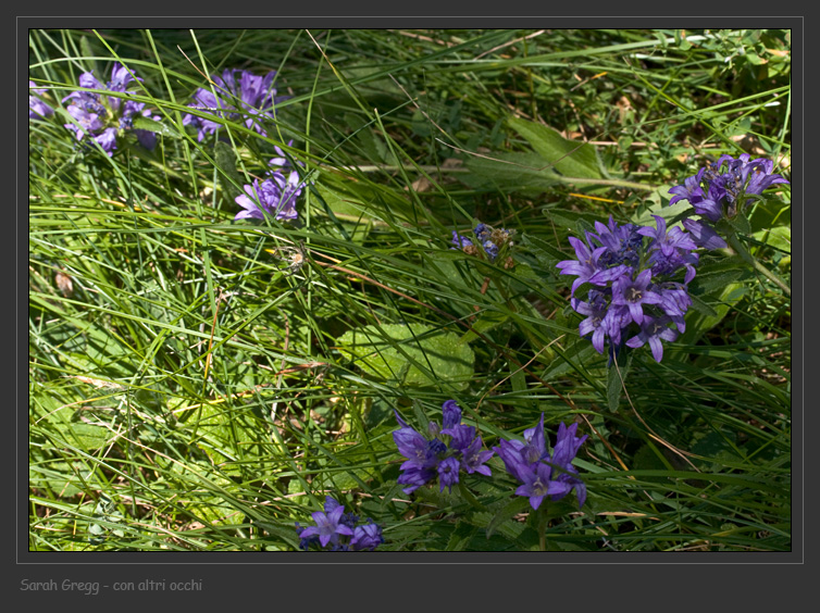 Campanula glomerata