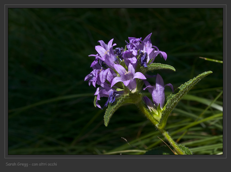 Campanula glomerata