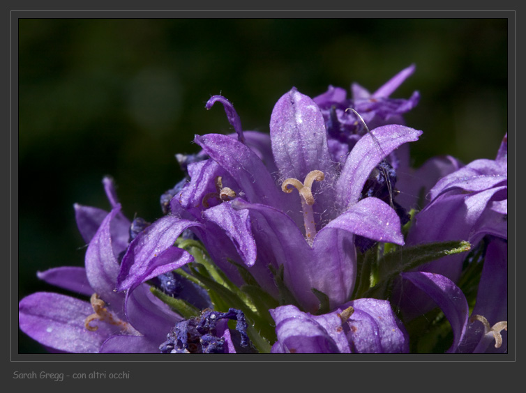 Campanula glomerata