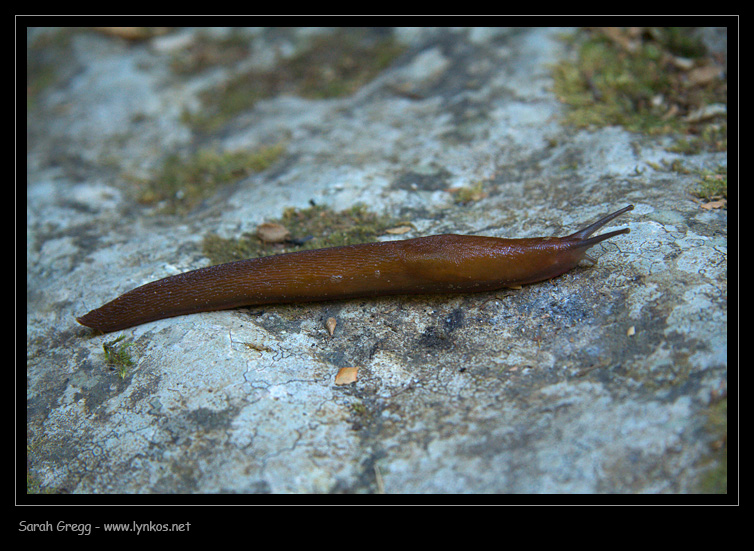 Un Limax del corsicus-gruppo ad un fiume della Majella