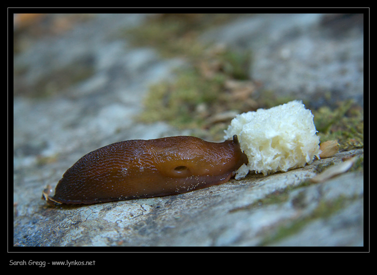 Un Limax del corsicus-gruppo ad un fiume della Majella