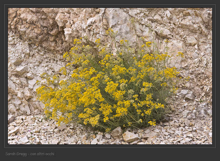 Helichrysum italicum ssp. italicum