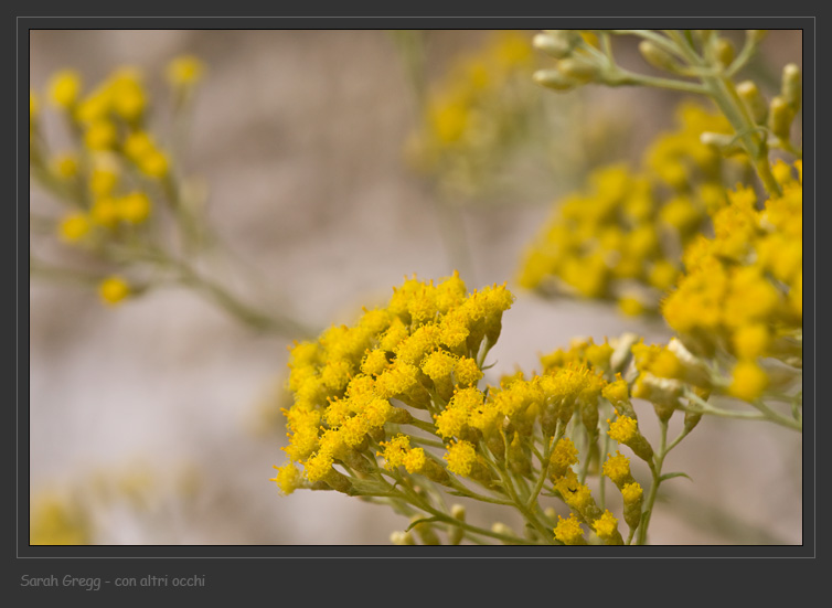 Helichrysum italicum ssp. italicum