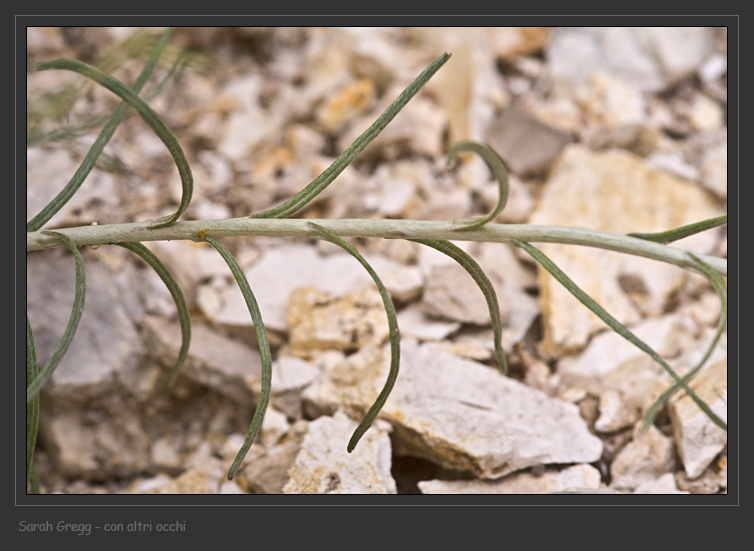 Helichrysum italicum ssp. italicum