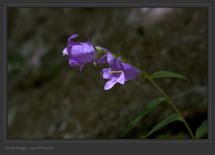 Campanula latifolia / Campanula maggiore