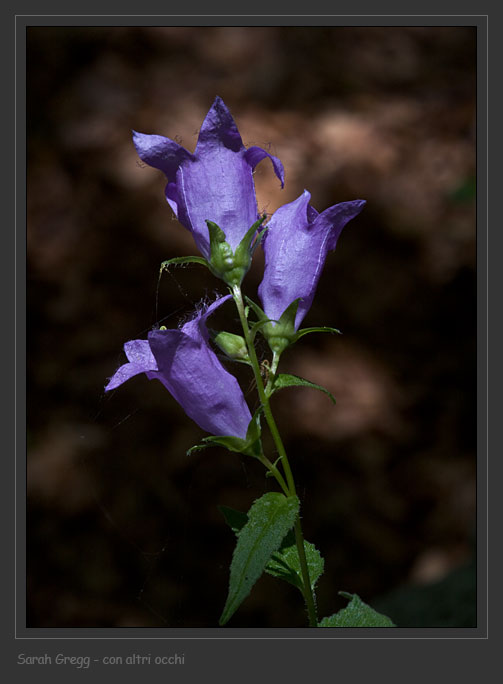 Campanula latifolia / Campanula maggiore