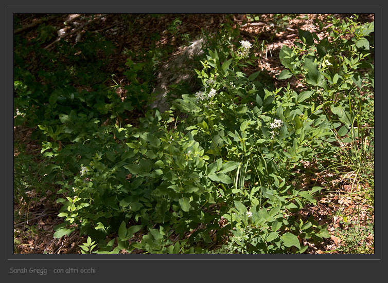 Clematis recta