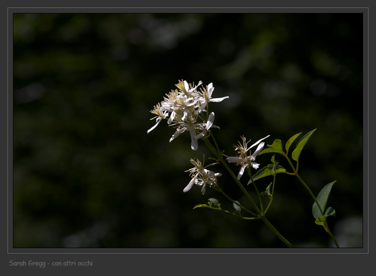 Clematis recta