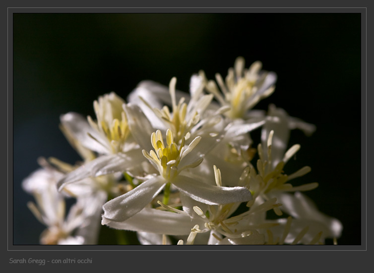 Clematis recta