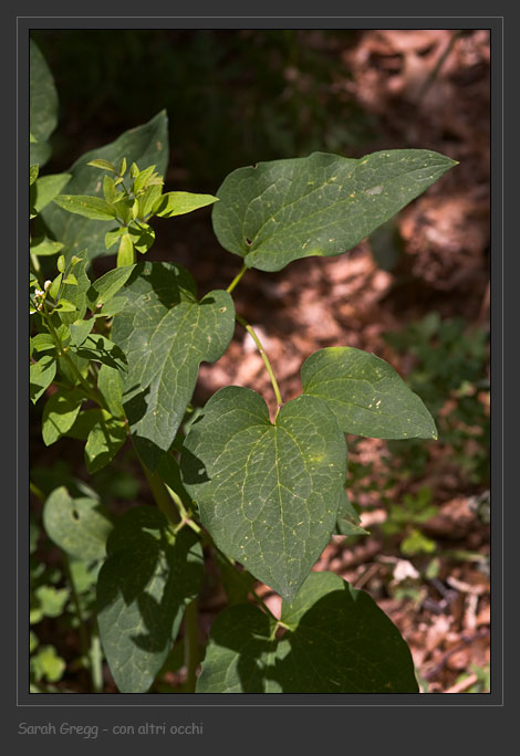 Clematis recta