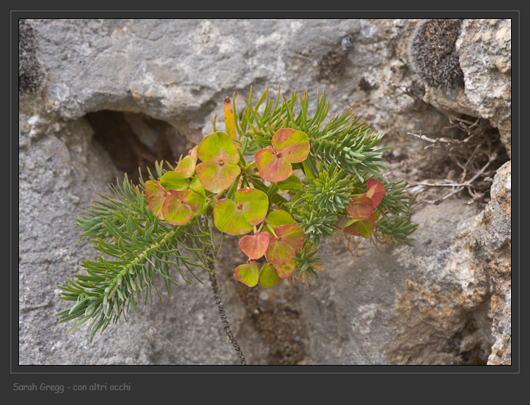 Euphorbia cyparissias abruzzese