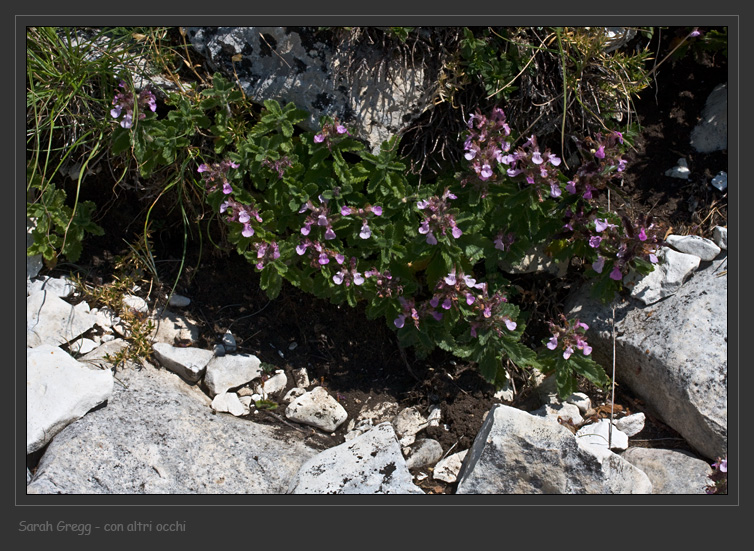 Teucrium chamaedrys