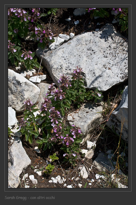 Teucrium chamaedrys