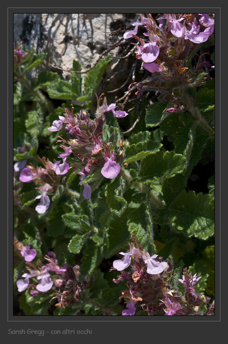 Teucrium chamaedrys