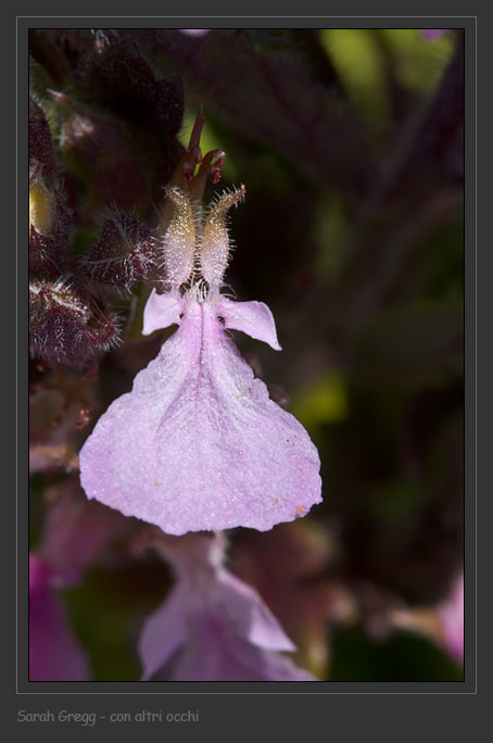 Teucrium chamaedrys