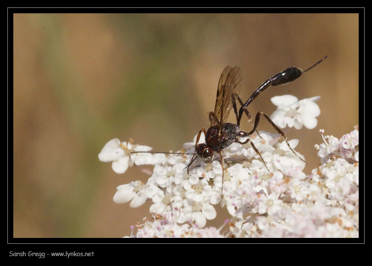 Provo con Sphecidae. No. Ichneumonidae: Anomalon cruentatum