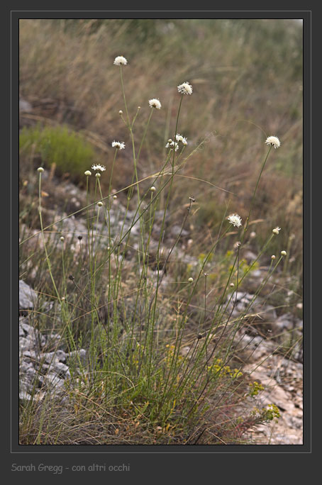 Cephalaria leucantha