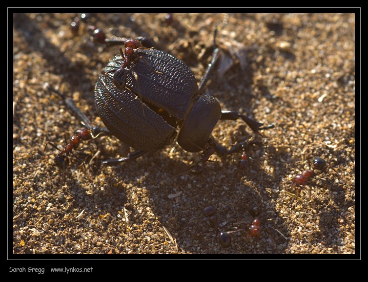 Messor minor su Pimelia morta e Camponotus sp. con afidi