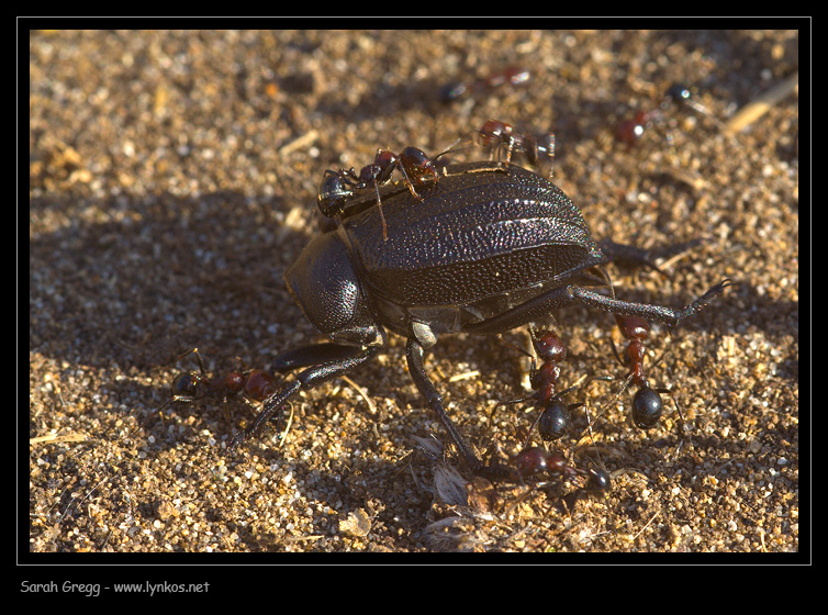 Messor minor su Pimelia morta e Camponotus sp. con afidi