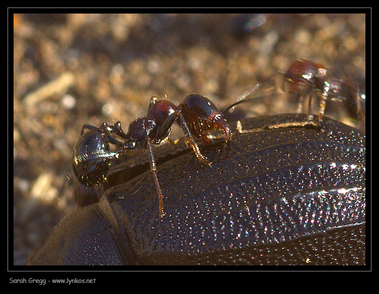 Messor minor su Pimelia morta e Camponotus sp. con afidi