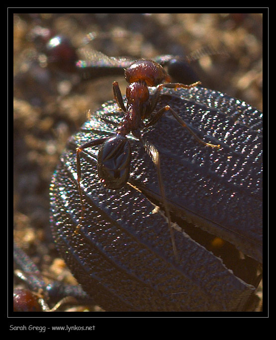 Messor minor su Pimelia morta e Camponotus sp. con afidi