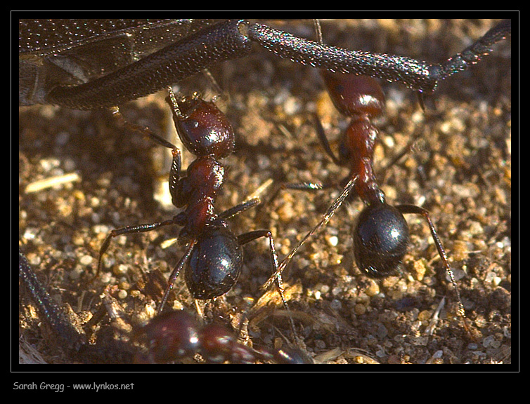 Messor minor su Pimelia morta e Camponotus sp. con afidi