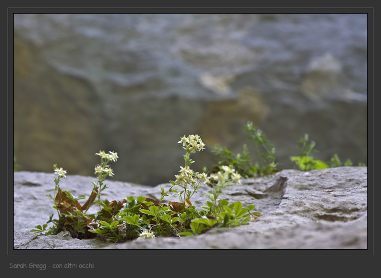 Potentilla caulescens / Cinquefoglia penzola