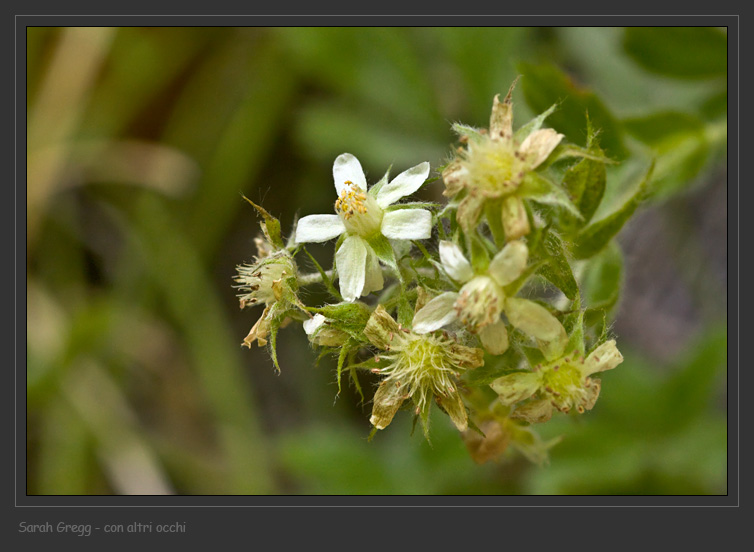 Potentilla caulescens / Cinquefoglia penzola