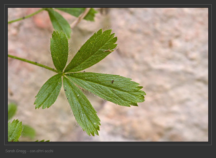 Potentilla caulescens / Cinquefoglia penzola