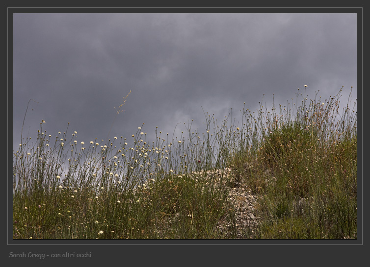 Cephalaria leucantha